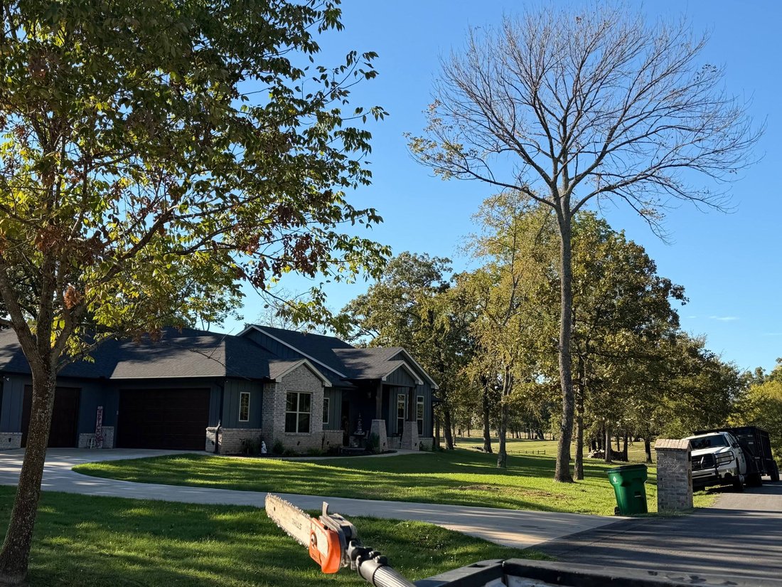 A recently trimmed tree in a residential yard, with a chainsaw guide bar in the foreground