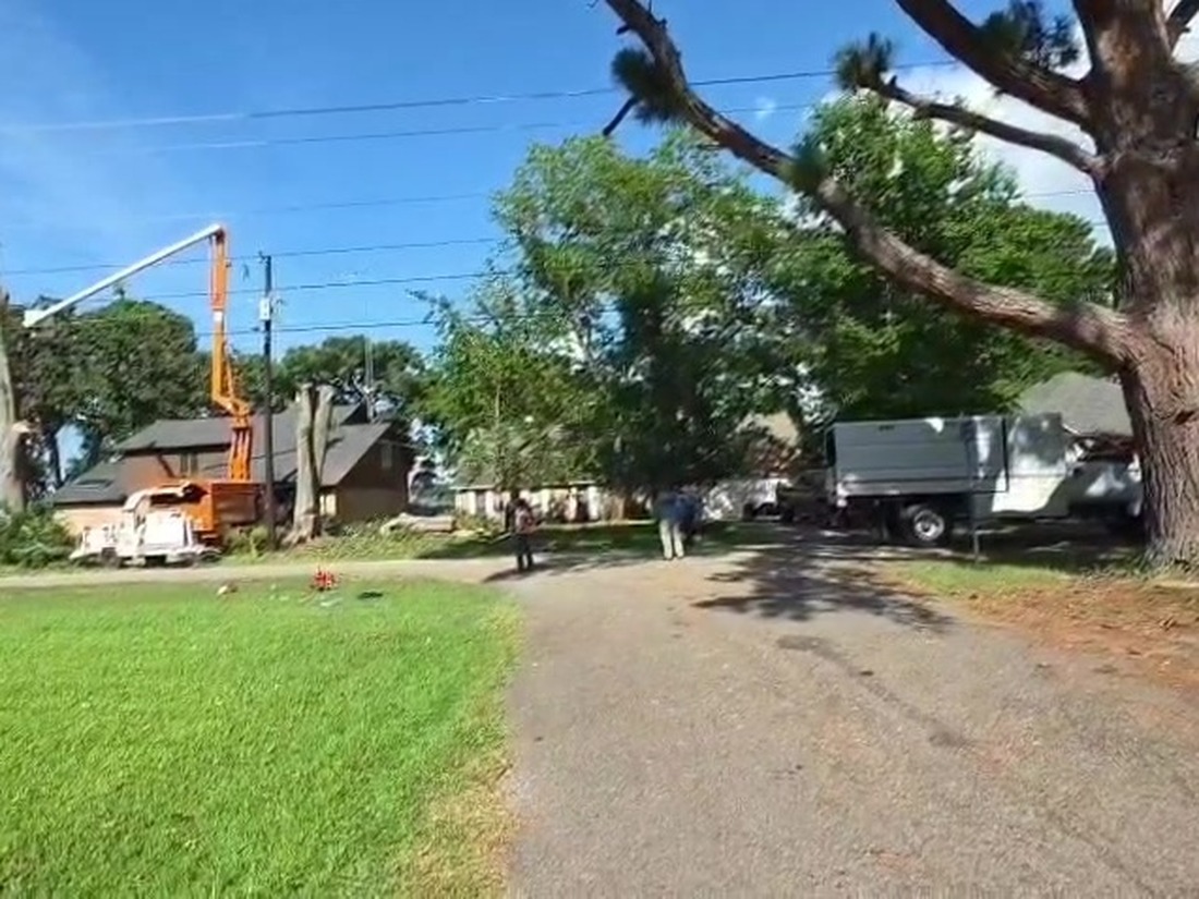 A large tree in the foreground, with an orange bucket truck with its boom raised and a white truck parked on a gravel street behind it