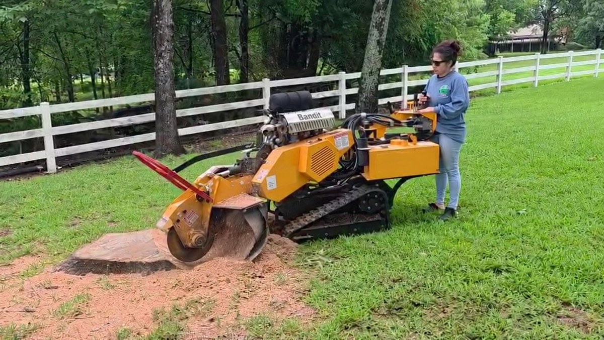 A crew member operates a yellow Bandit stump grinder on a stump in a lawn, throwing wood chips