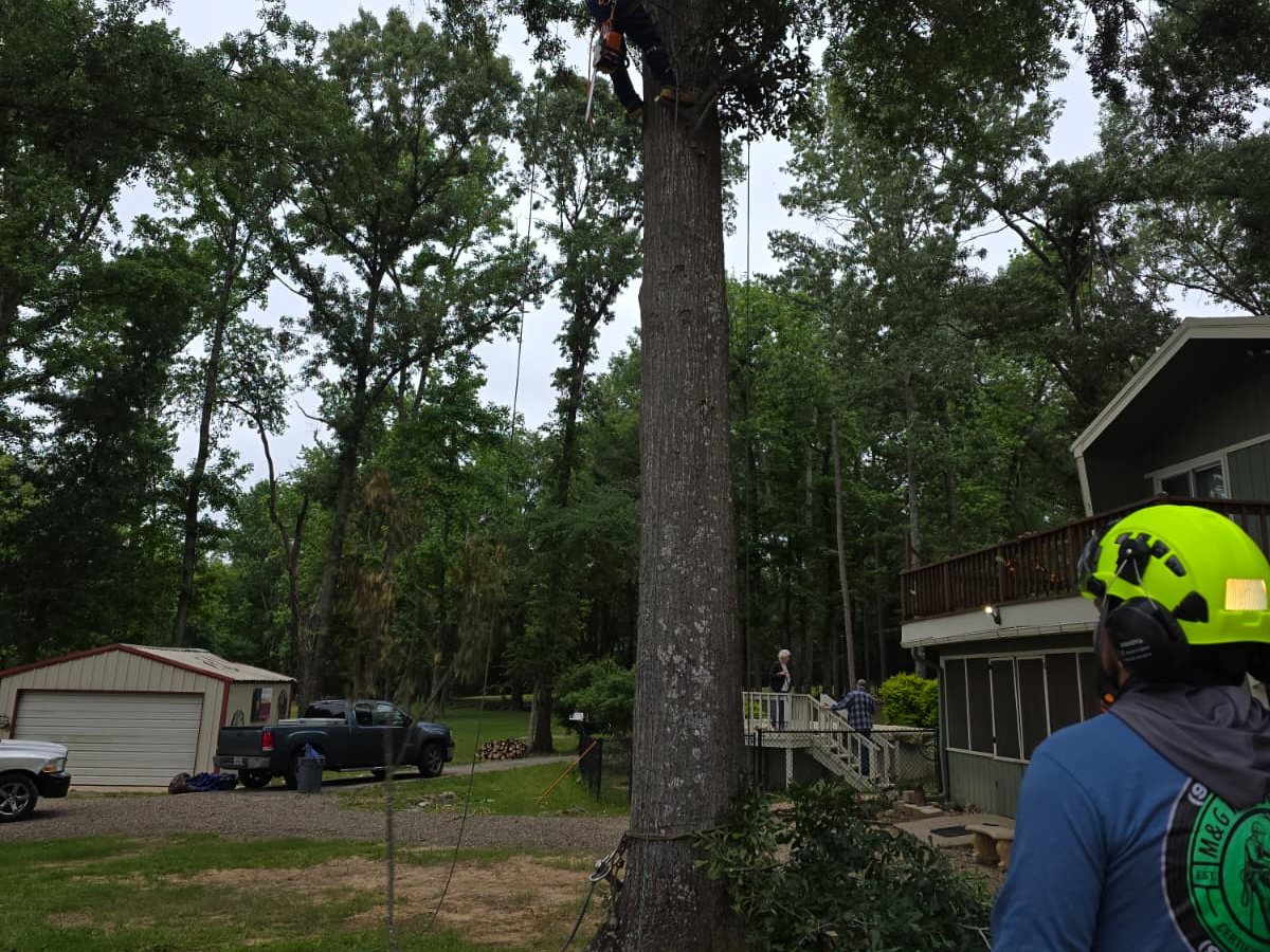 A crew member in a bright green helmet and blue work shirt beside a tall tree